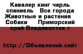 Кавалер кинг чарль спаниель - Все города Животные и растения » Собаки   . Приморский край,Владивосток г.